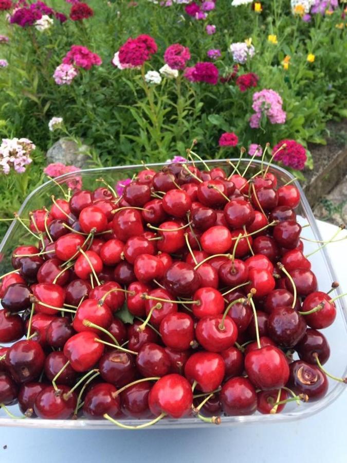 Entre Canal Et Vignes Bed & Breakfast Escolives-Sainte-Camille ภายนอก รูปภาพ