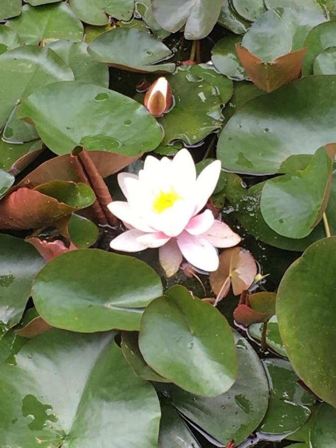 Entre Canal Et Vignes Bed & Breakfast Escolives-Sainte-Camille ภายนอก รูปภาพ